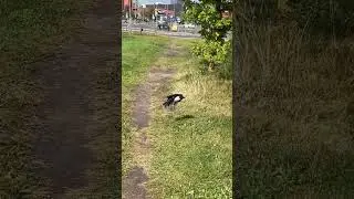 Europe crow found in Klaipeda #crow #birds #bird #wings #black #europe #lithuania