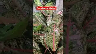 Paa-Daga Plant! Diskarteng G ❤️