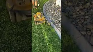 Grass cutting machine combo #gardening #lawnmowingbusiness #diy #new #trending#agriculture #farming