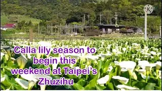 Festival Bunga Calla Lily Zhuzihu