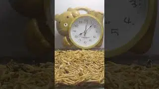 The mealworm eats soybeans. [Timelapse Wonders] #timelapse#shorts #worms #soyabean