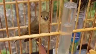 Bigodinho pardo canto compassado para estimular machos!