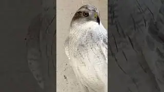 Siberian Goshawk! One of the most incredible falconry birds on the planet