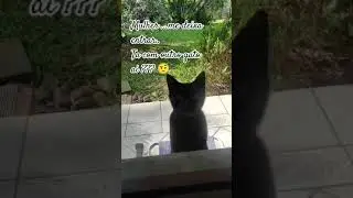 treta ...                                         #2025  #music #memes #funny #cats #gatos #cute