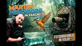 FOTOGRAFARE IL MARTIN PESCATORE IN VOLO -  Documentario