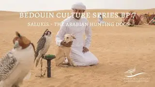 Bedouin Culture Series EP 7: Salukis, The Arabian Hunting Dogs
