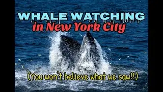 WHALE WATCHING IN NEW YORK CITY - and we saw five humpbacks feeding