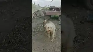 ferocious puppy  Most Aggressive Real Giant EGYPTING KANGAL DOG ​​🔥🔥 #shorts #DPG70