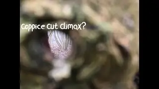 The Last Tree in the Coppice.   A Woodland Vlog 4 2023