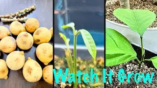 Growing Lanzones at Home 🌱 | Secret Tips for Success