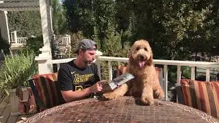 Two Paws Up: Review of Nature Gnaws
