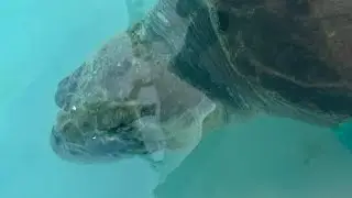 Deodorant test at loggerhead Marinelife center #naturaldeodorant #seaturtles #natural