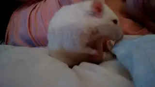 Rat eating chocolate
