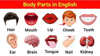 English Body Parts Vocabulary | Learn Human Body Parts in English Easily | Parts of the body