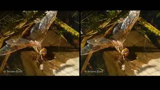Brown Hawker Dragonfly - sbs 3d - parallel view