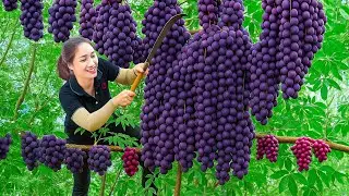 Harvesting Rare Black Grapes & Catching Coconut Worms | Village Secrets Revealed!