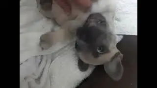 It's time for frenchys favorite belly rub 😋 