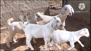 Goats and goats of the savanna breed in Brazil