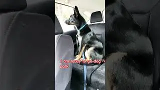 going to dog park.