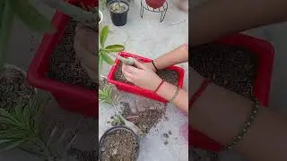 Adenium plant repotting #adeniumrepotting #adenium #desertrose