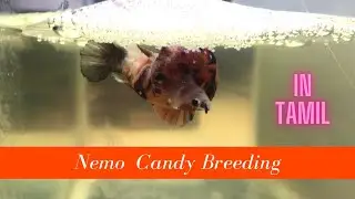 Betta Fish Breeding in Tamil || Nemo Candy Breeding || Yogesh Balaji