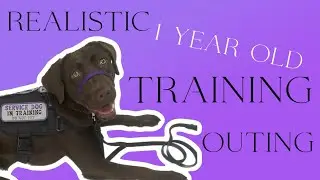 Real Service Dog Training Outing || The Truth About Training Puppies