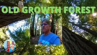 LandPath Old Growth Redwood Grove in Occidental, California in 4K