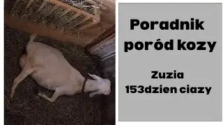 Por&oacute;d kozy - kiedy pom&oacute;c? Jak wygląda prawidłowy por&oacute;d?