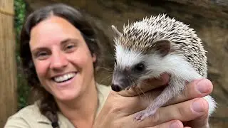Hedgehog Won&rsquo;t Stop Biting Me😂🥰 Good things He&rsquo;s Cute!😍😂
