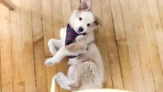 BRAND NEW OFFICE PUPPY! (he's so cute)