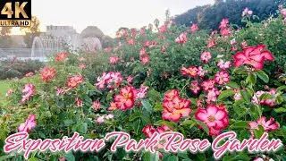 Expo Park Rose Garden (Fall Edition) | Los Angeles, California  [4K]