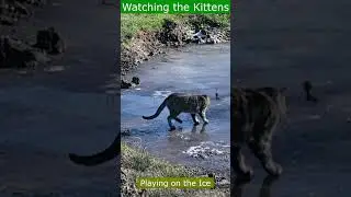 Watching the Kittens 250 #homestead #retiredlife #cat #cats #kitten #kittenplaying #pond