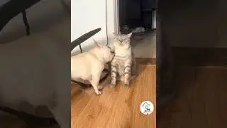 LOL, When You Have An Annoying Roommate Funny Dog And Cat Shorts Videos 😺🐶😂 -EPS908 #cuteanimalshare