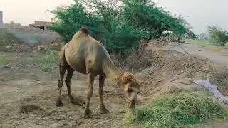 camel eating grass and funny moments video | most funny camel video | crazy camel in my village