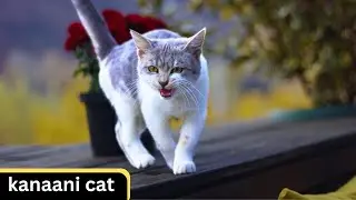 kanaani Cat - Characteristics - Habitat - Diet - Behavior - 101 Facts - Health - Size #video #viral