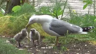 Möwen sind auch nur Menschen (Spaß)
