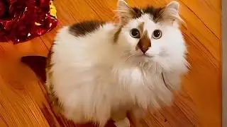 Scared Street Cat Found Love&mdash;Then Her True Personality Shined Through