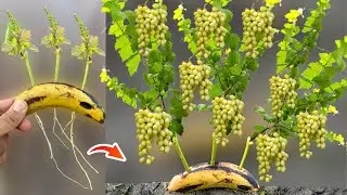 How To Grow Grape Vine From Grape Branches in Banana Fruit | Grow Grapes in Banana