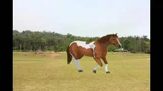 animal walk horse cow cat tiger goat dog || 3D animal animation