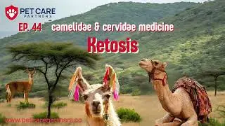 EP 44 — Ketosis in Camelidae & Cervidae