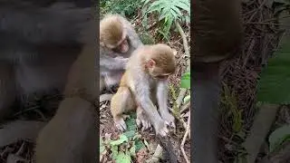 Sweet couple monkey & mother
