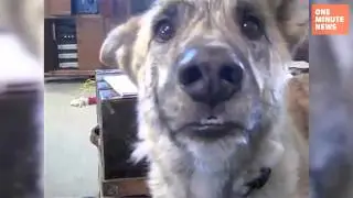 Top 10 Viral Videos of 2011