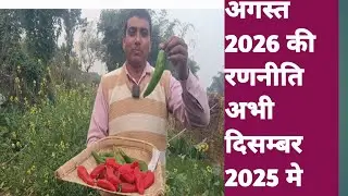 आचार वाली मिर्च