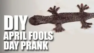 How to make a DIY April Fool's Lizard Prank | April Fools day