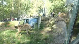 Thoiry Zoo 2022 (clip)