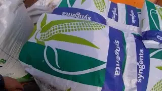 Посів кукурудзи 2022 Kinze 3000