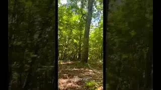 Plainville Georgia forest 🌳 #georgia #forest #woods
