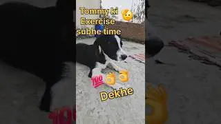 Tommy ki Exercise 🫡 #pets #petlovers #dogshorts #funnyshorts #dog #streetdog #viral #trending