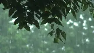 Peaceful Rainstorm | Nature's White Noise for Focus and Sleep | 10 Hours Deep Sleep