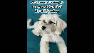 Funny Dog wearing Glasses Meme